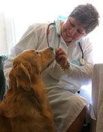 Besøk til veterinæren