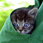 Utdanning av en kattunge Utdanning av en kattunge