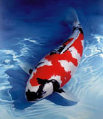 Japansk karpe koi Japansk karpe koi