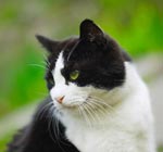Hvorfor spiser katter gress?