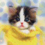 Forstoppelse i kattungen