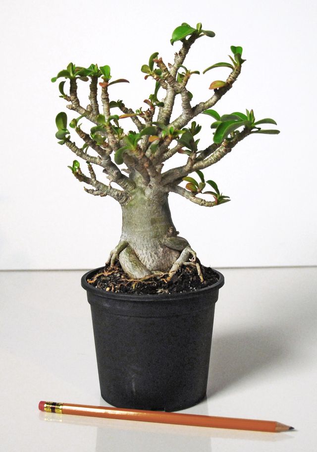 Ta vare på adenium