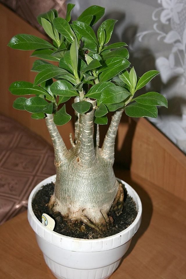 Ta vare på adenium
