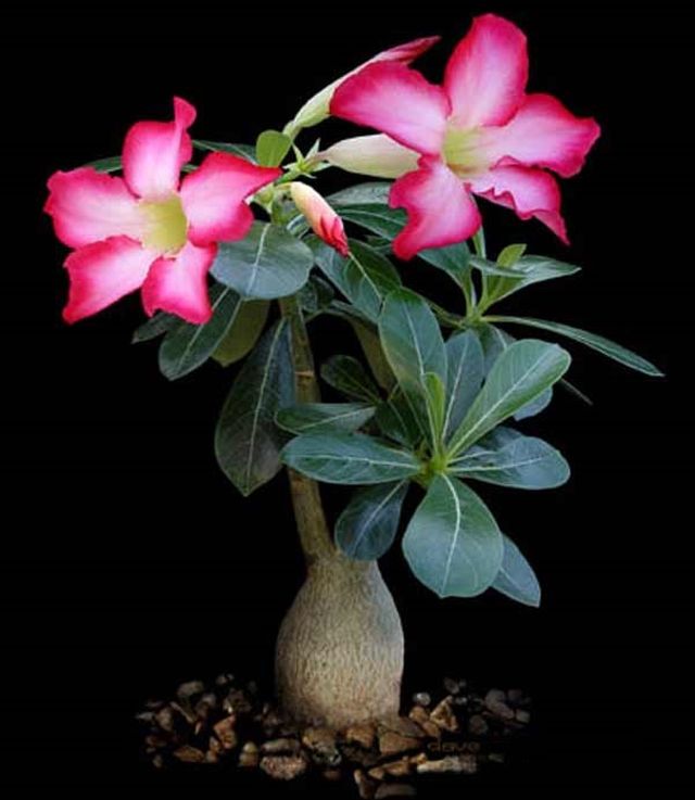 Ta vare på adenium