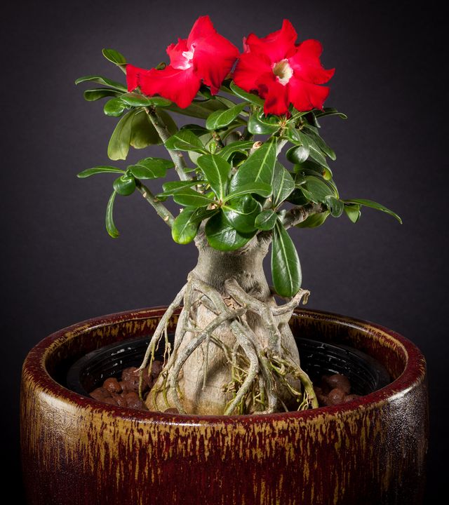 Ta vare på adenium
