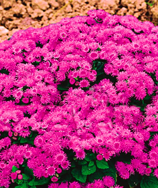 Ageratum: planting og omsorg. Populære varianter