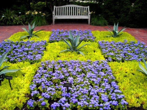 Ageratum: planting og omsorg. Populære varianter