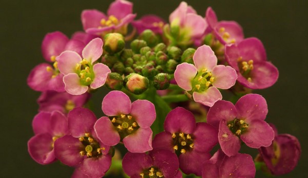 Alyssum: planting og omsorg, bilder av de beste varianter