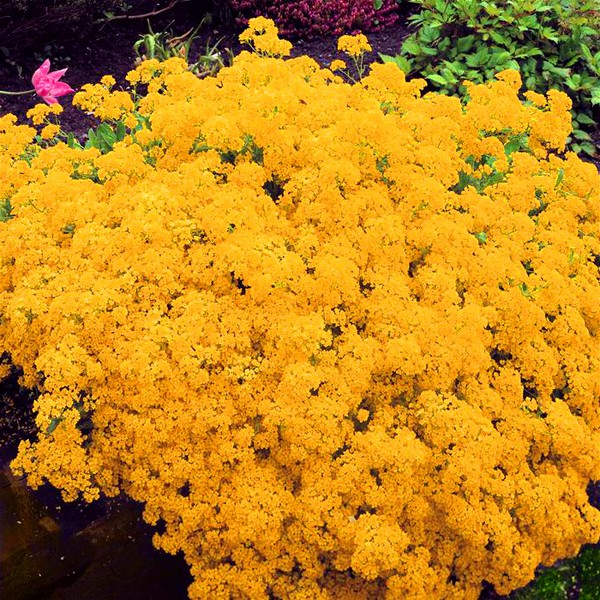 Alyssum: planting og omsorg, bilder av de beste varianter