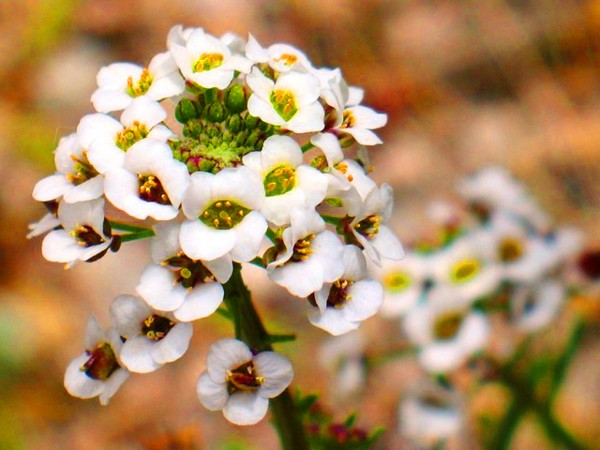 Alyssum: planting og omsorg, bilder av de beste varianter