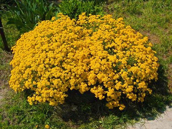 Alyssum: planting og omsorg, bilder av de beste varianter