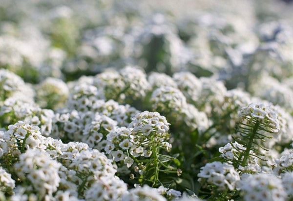 Alyssum: planting og omsorg, bilder av de beste varianter