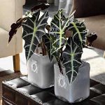 Alocasia og ta vare på henne Alocasia og ta vare på henne