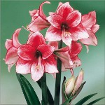 Amaryllis og hippeastrum: tvillingbrødre Amaryllis og hippeastrum: tvillingbrødre