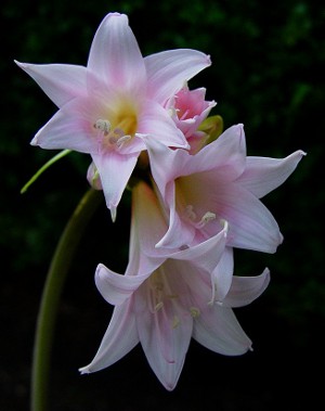 Amaryllis og hippeastrum: tvillingbrødre Amaryllis og hippeastrum: tvillingbrødre