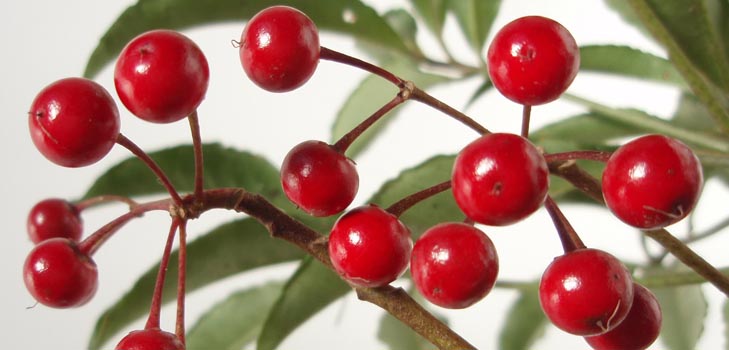 Ardisia: omsorg og bilde
