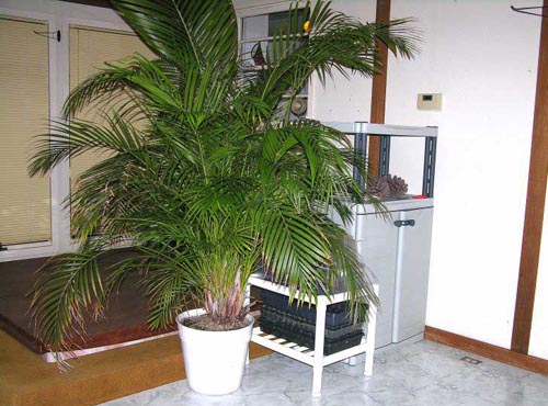 Areca. Hjemmehjelp