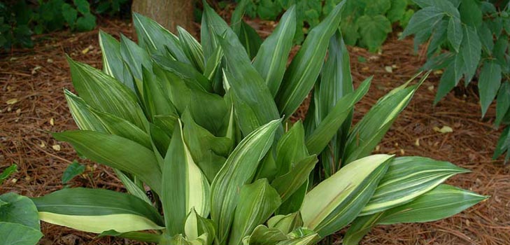 Aspidistra: omsorg hjemme, blomstrende, foto