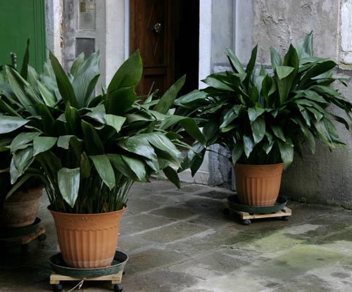 Aspidistra: arter og varianter