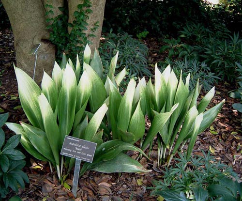Aspidistra: hjemmepleie
