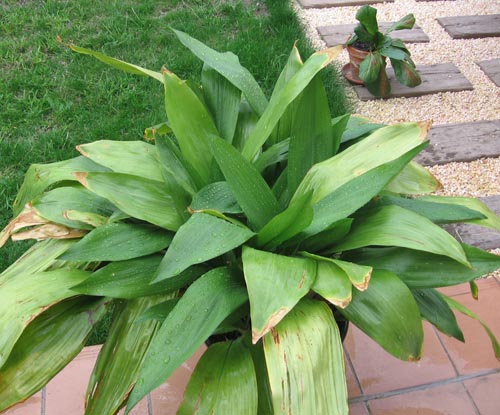 Aspidistra: foto og omsorg hjemme