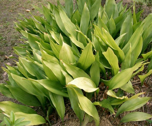 Aspidistra: omsorg hjemme, blomstrende, foto