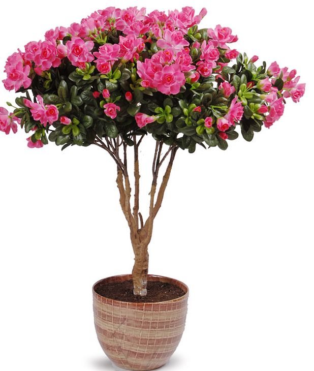 Ta vare på azalea