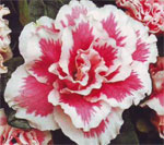 Azalea er en festlig plante