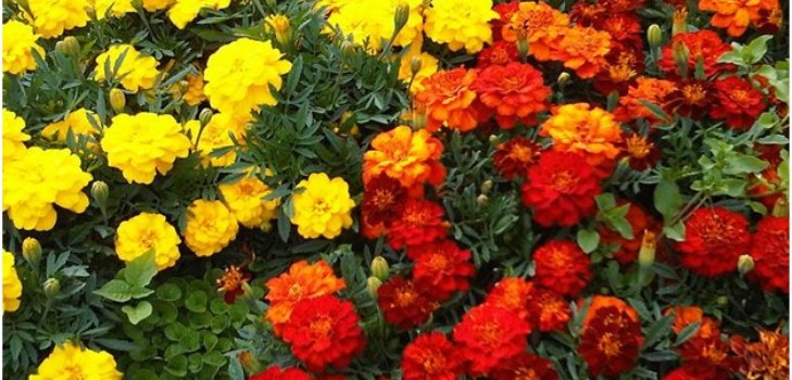 blomster kjendisblomster