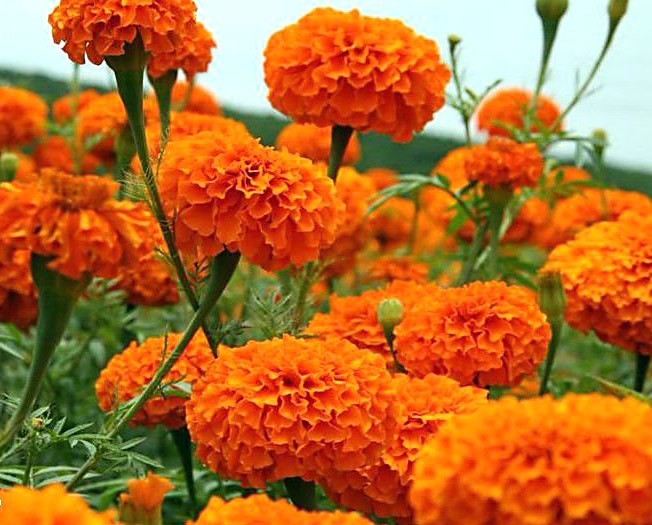 oransje blomster