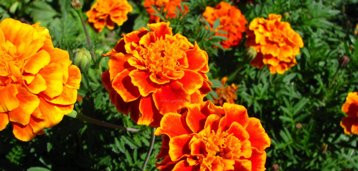 Marigolds på seedlings