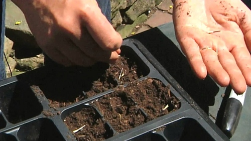 Marigolds på seedlings