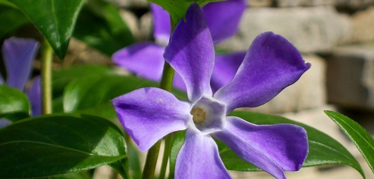 Periwinkle. Dyrking og omsorg for 