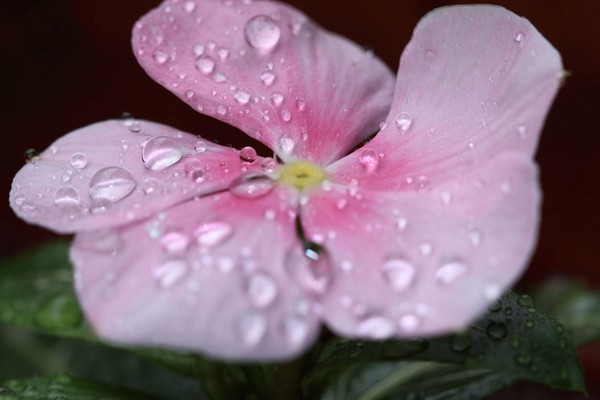 Periwinkle: planting og omsorg, foto. Varianter av periwinkles. Voksende og reproduksjon av stor, liten, pubescent