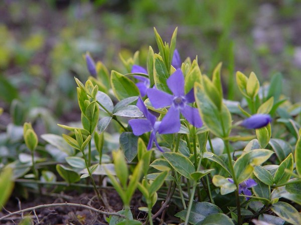 Periwinkle. Dyrking og omsorg for 