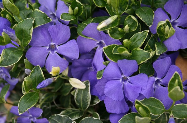 Periwinkle. Dyrking og omsorg for 