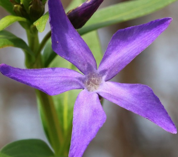 Periwinkle. Dyrking og omsorg for 