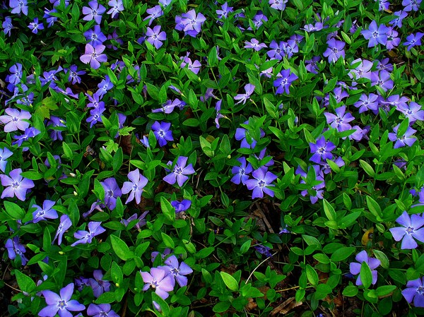 Periwinkle. Dyrking og omsorg for 