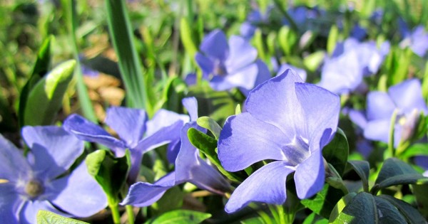 Periwinkle. Dyrking og omsorg for 