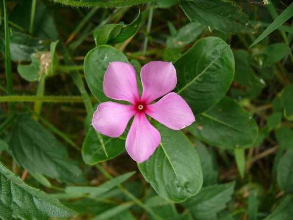 Periwinkle. Dyrking og omsorg for 