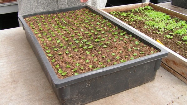 Periwinkle. Dyrking og omsorg for 