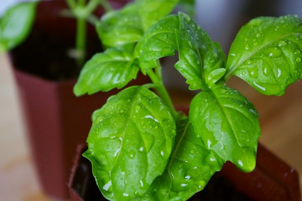Basil: dyrking av krydret gress på vinduskarmen og i det åpne bakken