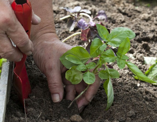 Basil: dyrking av krydret gress på vinduskarmen og i det åpne bakken
