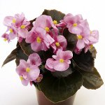 Begonia fra frø Begonia fra frø