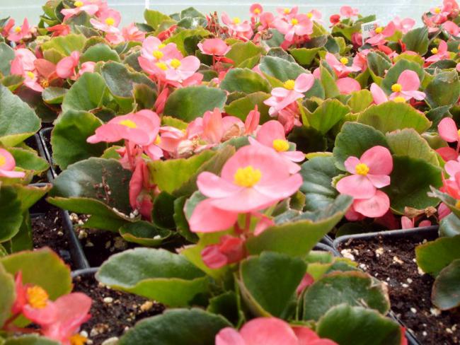 Begonia fra frø