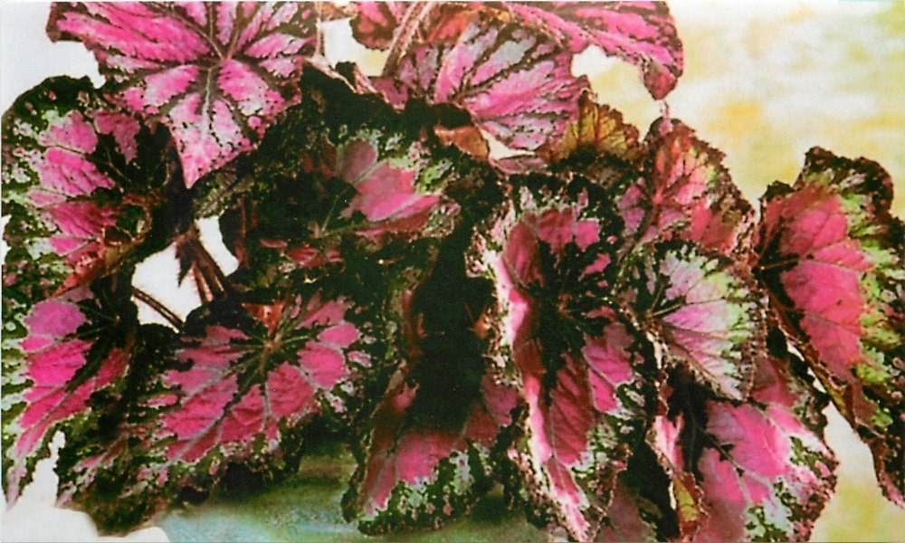 Begonia uten blomster
