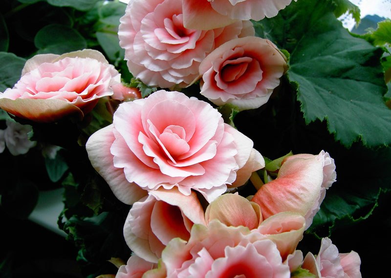 rosa begonia