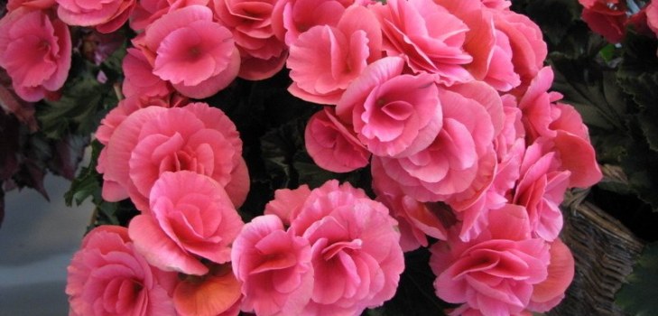 begonia blomster