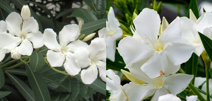 Hvit Oleander