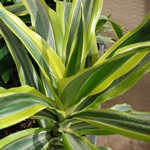 Hva om dracaena tørker eller blir gul? 